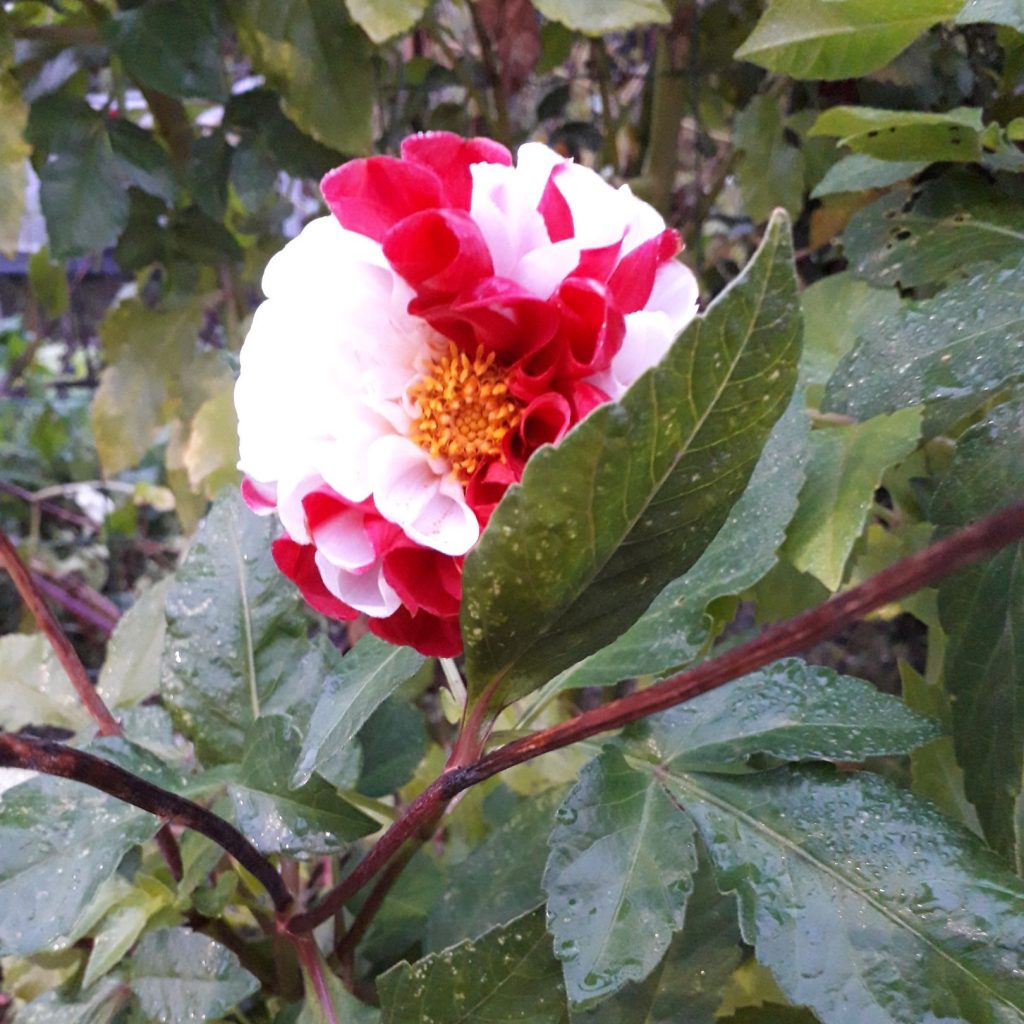 Biało - czerwony kwiat.
