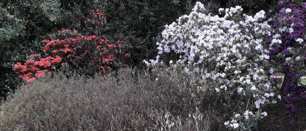 Białe i czerwone kwiaty w ogrodzie botanicznym w Limburgu.